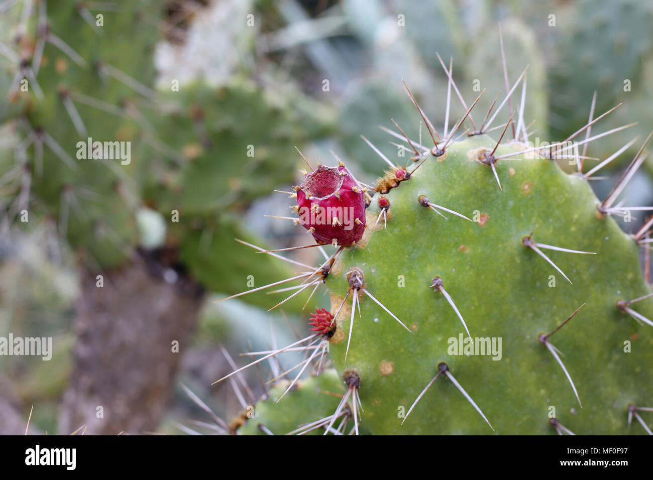 Mediterranean cacti with red cactus fruits. Nature closeup from the island of Ibiza, Spain, Europe. Beautiful spiky plants! Stock Photo