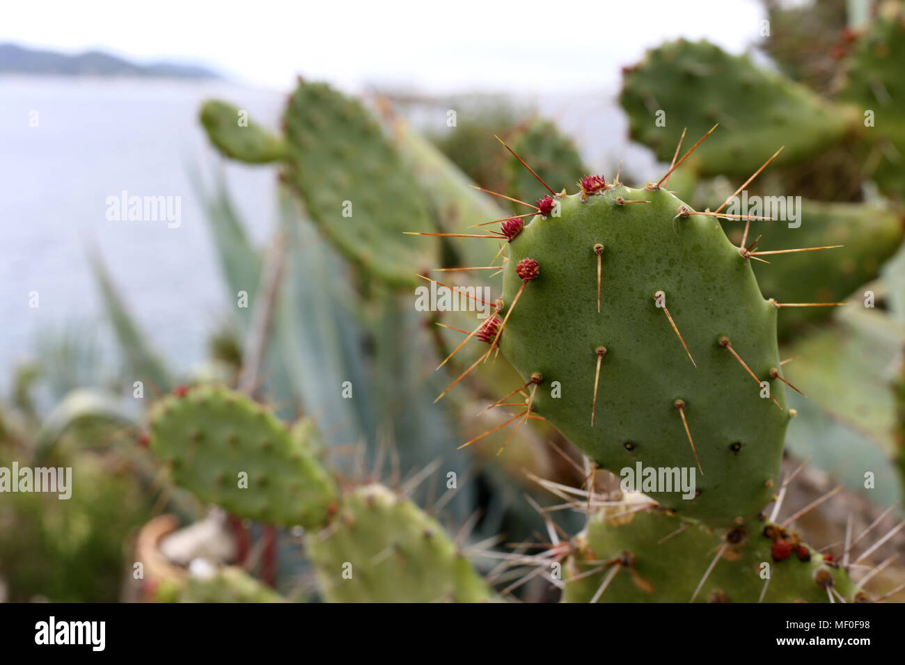 Mediterranean cacti with red cactus fruits. Nature closeup from the island of Ibiza, Spain, Europe. Beautiful spiky plants! Stock Photo