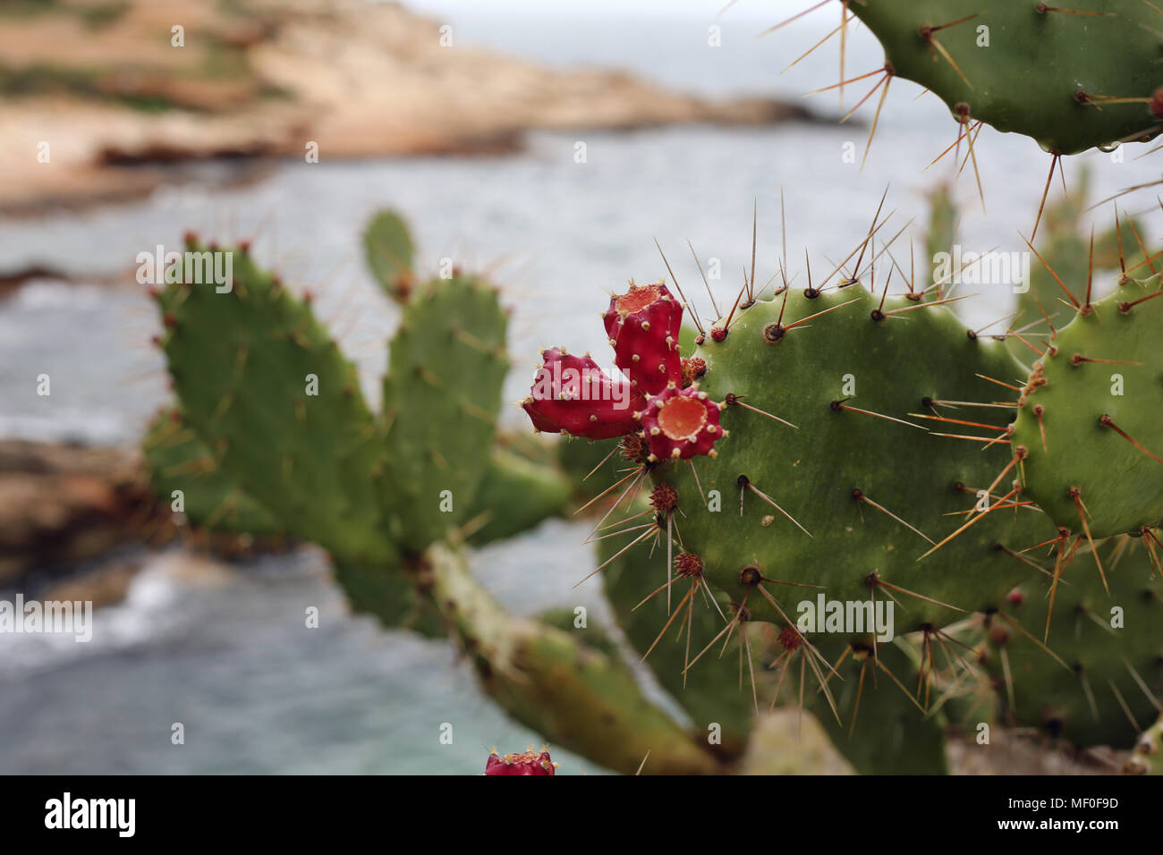 Mediterranean cacti with red cactus fruits. Nature closeup from the