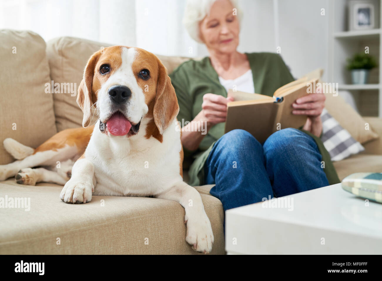 Cute dog lying near owner Stock Photo - Alamy