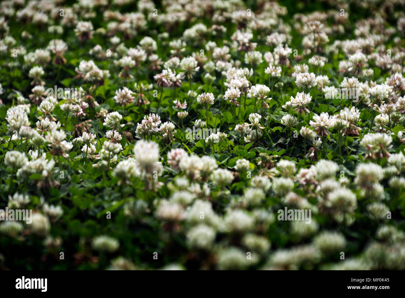 Field of clover blossoms Stock Photo Alamy