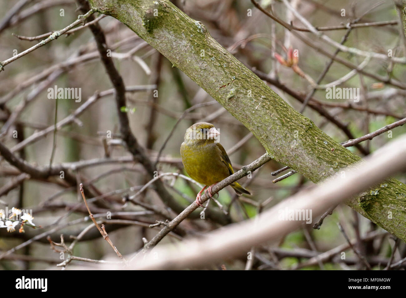 Greenfinch, Carduelis chloris in a hedgerow, England, UK. Stock Photo