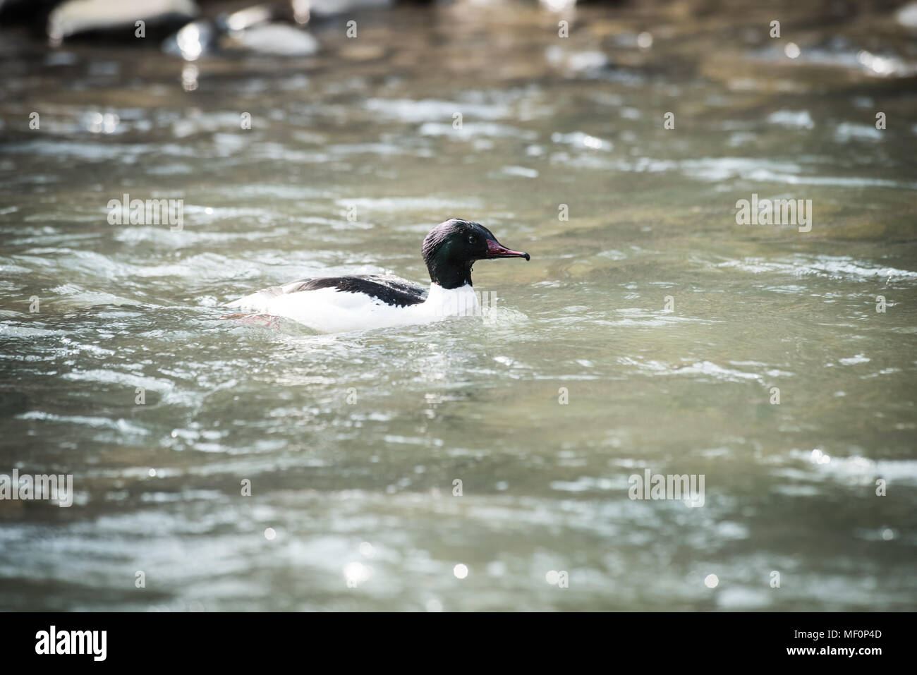 The common merganser or goosander is a large duck of rivers and lakes in forested areas of Europe, northern and central Asia, and North America Stock Photo