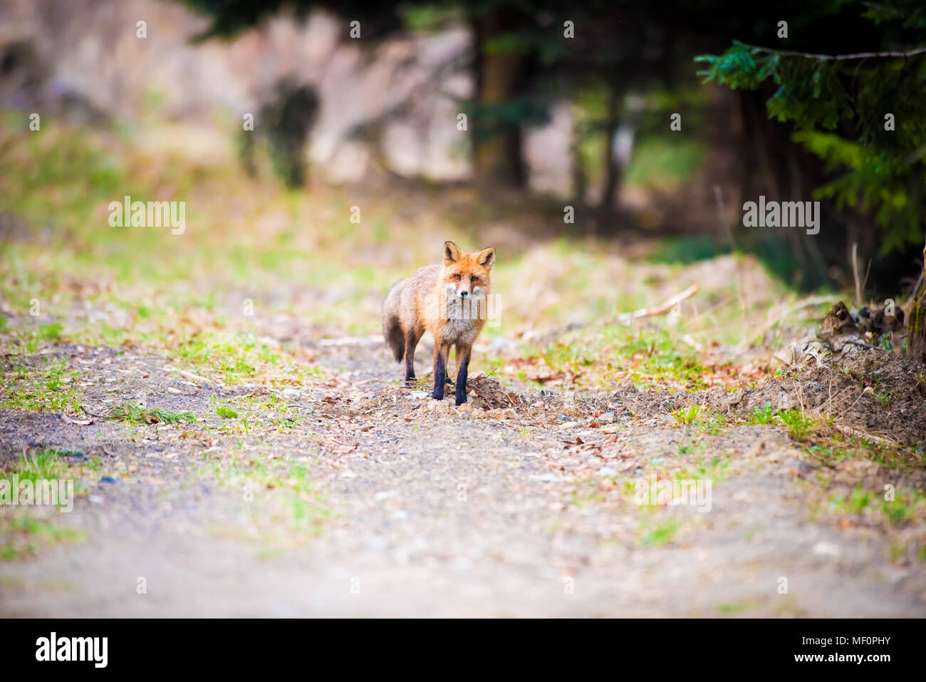 Full length portrait of a posing red fox male in natural environment. The beautiful forest wild beast. Smart look of a dodgy vulpine. Stock Photo