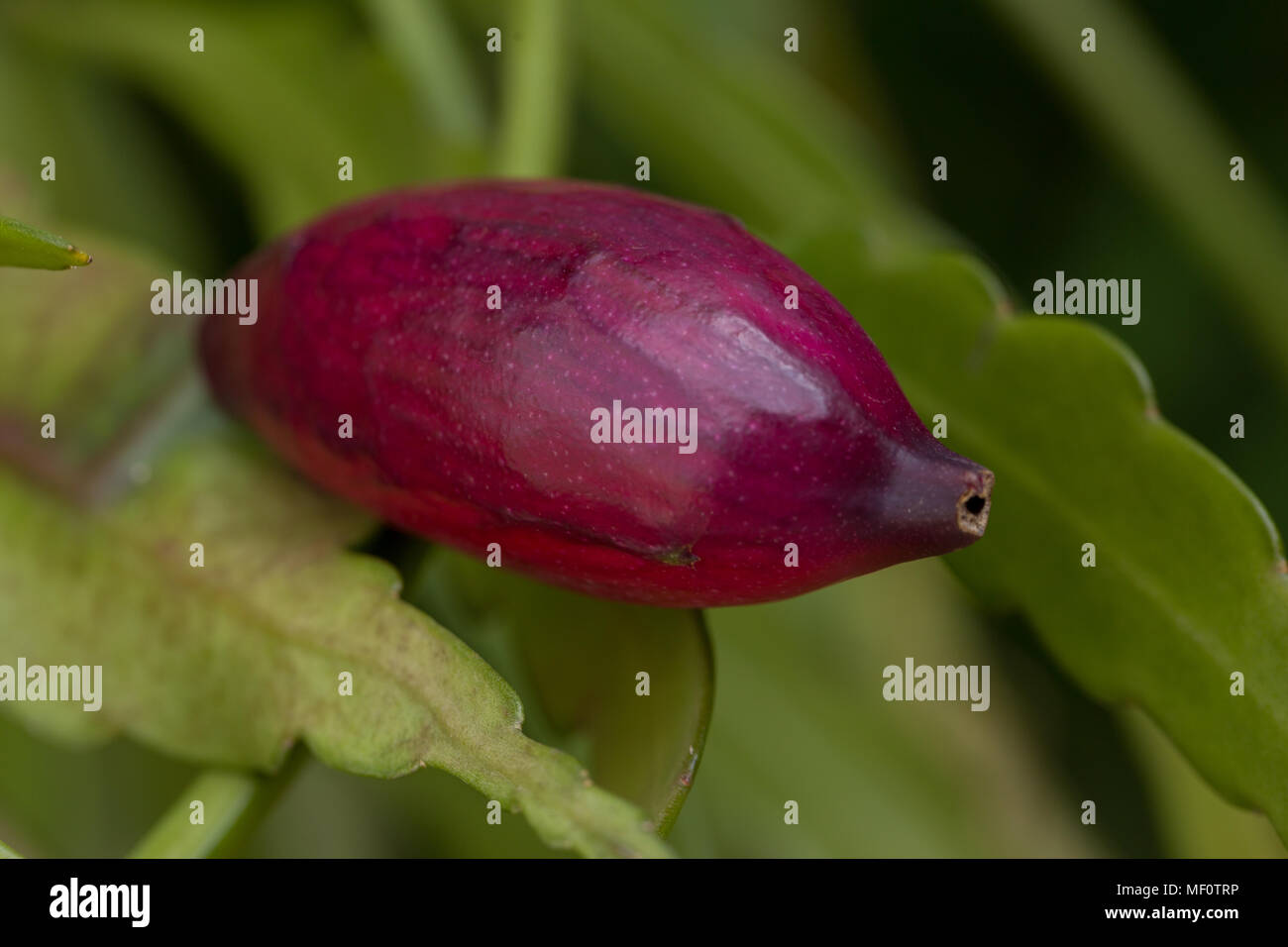 Epiphyllum cactus fruit hi-res stock photography and images - Alamy