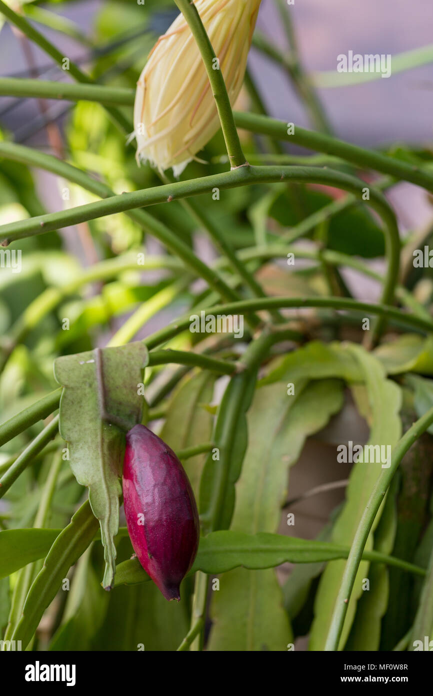 Fruit of epiphyllum cactus hi-res stock photography and images - Alamy