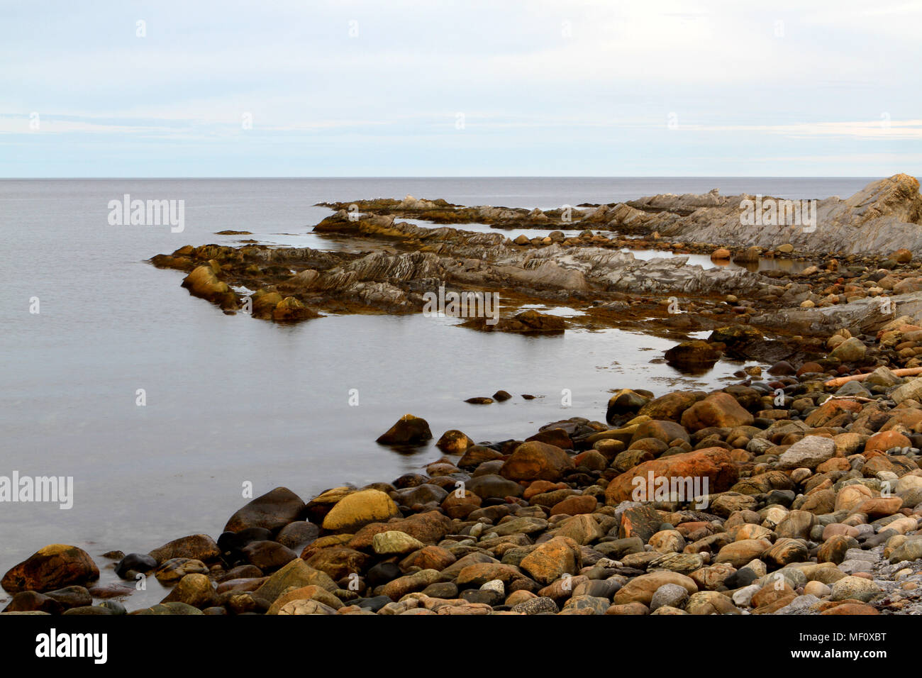 Canada plum hires stock photography and images Alamy