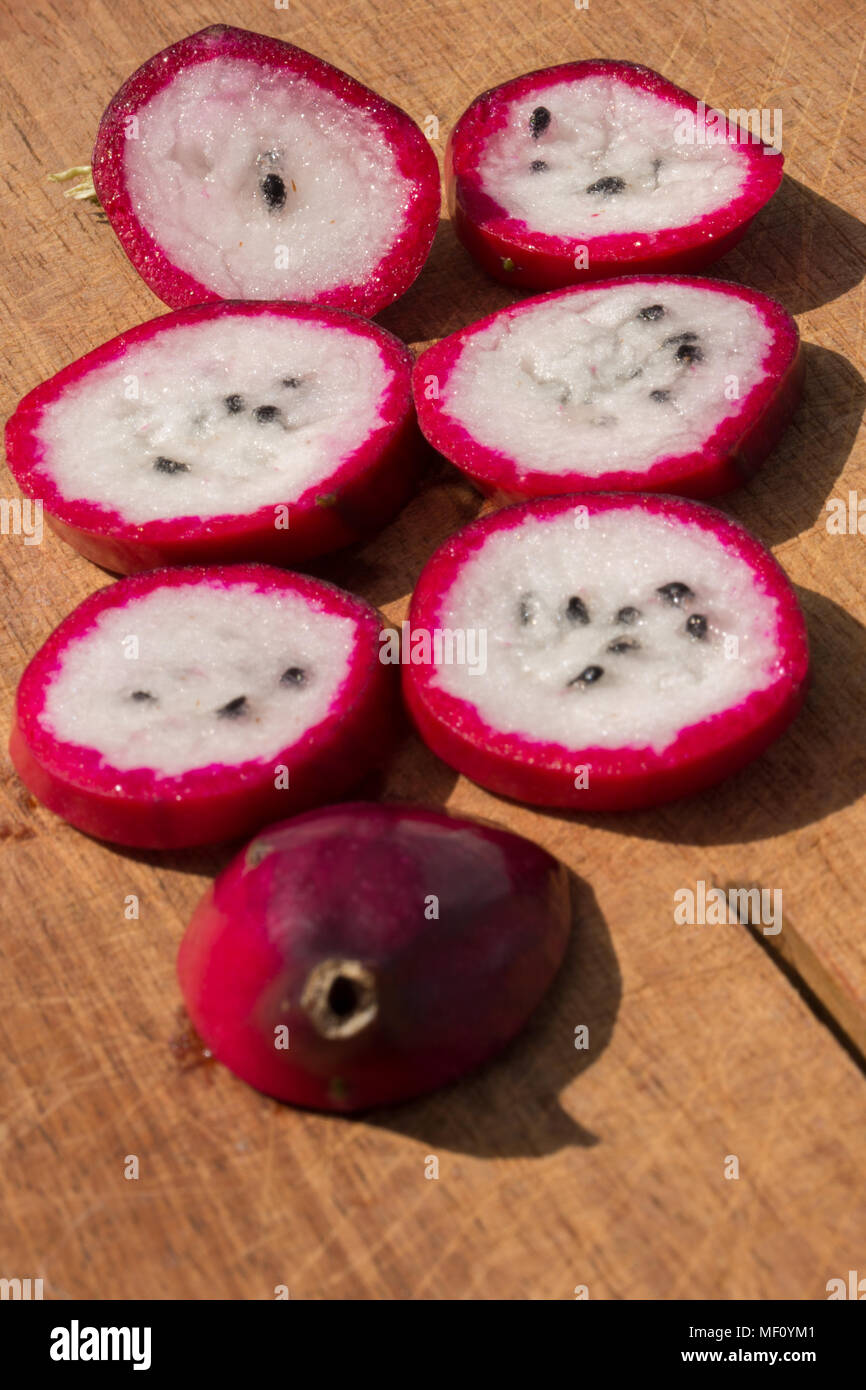 Queen of the Night - Epiphyllum oxipetalum - Fruit Stock Photo - Alamy
