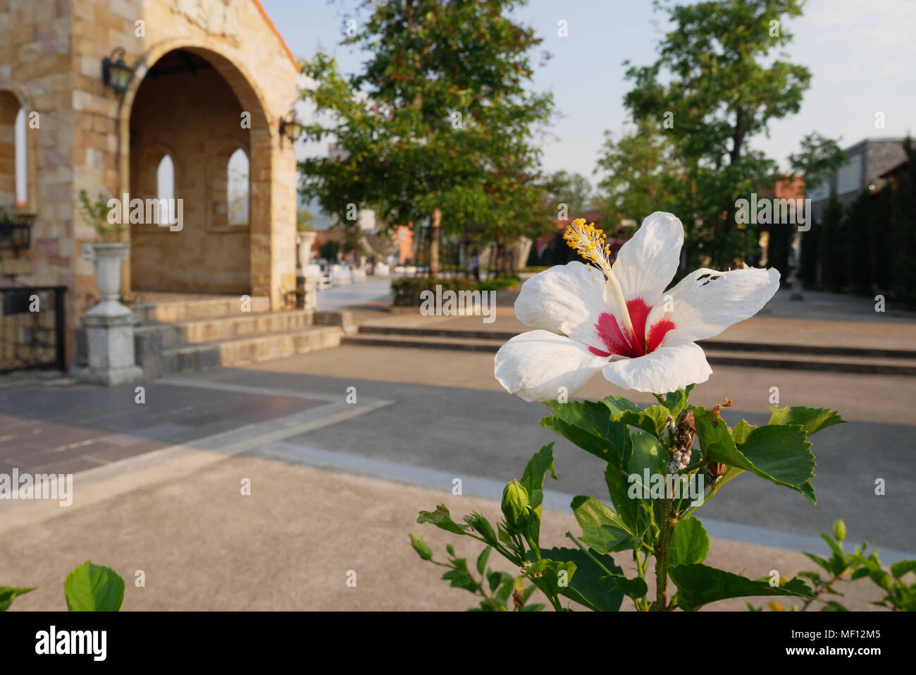 Beautiful flowers in nature Stock Photo - Alamy