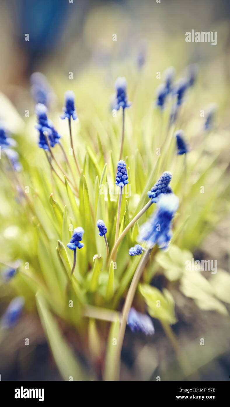 blue-spring-flower-of-a-muskari-in-the-rain-lit-with-the-sun-stock