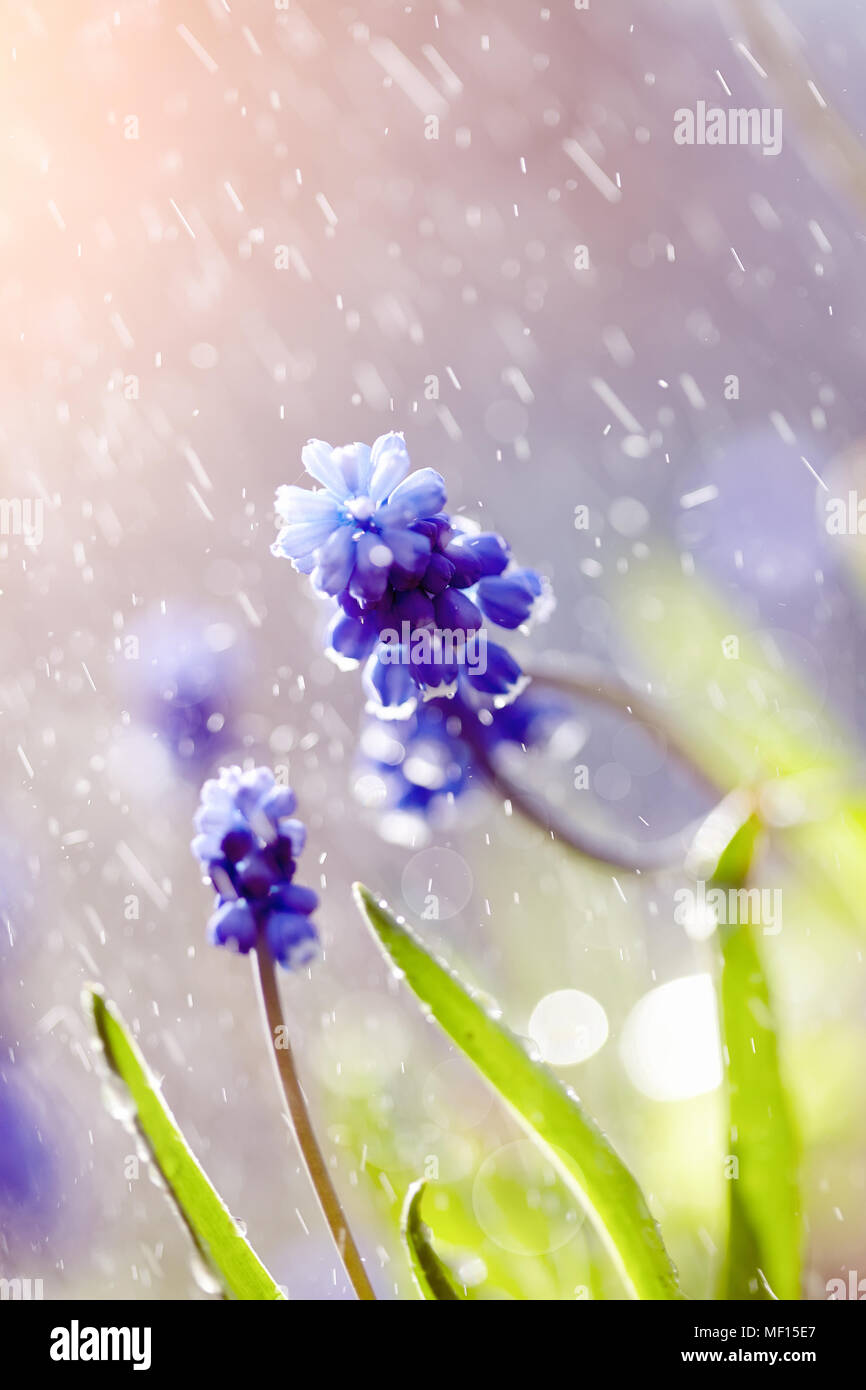 Blue spring flower of a muskari in the rain lit with the sun Stock Photo -  Alamy