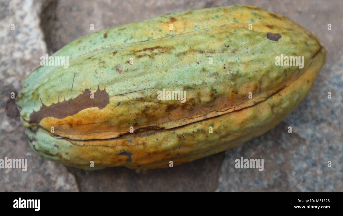 Cocoa fruit fresh, close up,Ghana Stock Photo Alamy