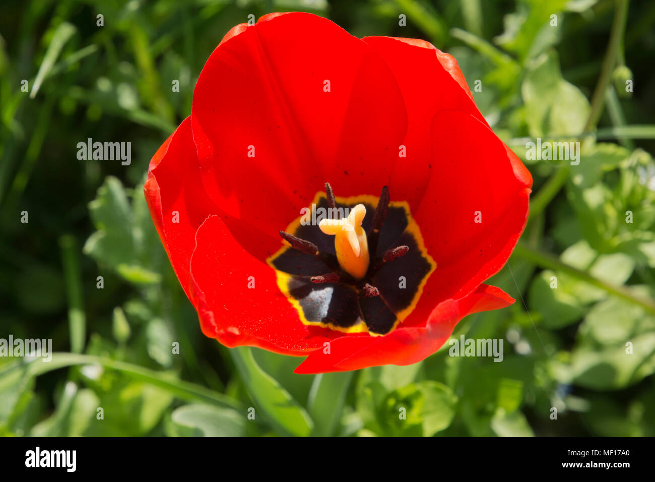Close up of a red tulip in the garden seen from above Stock Photo