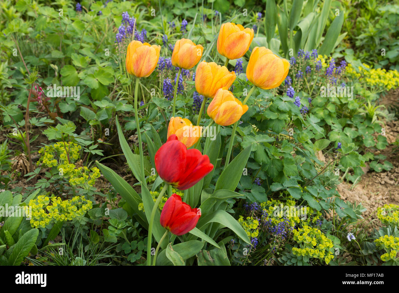 Red and yellow tulips in a garden Stock Photo