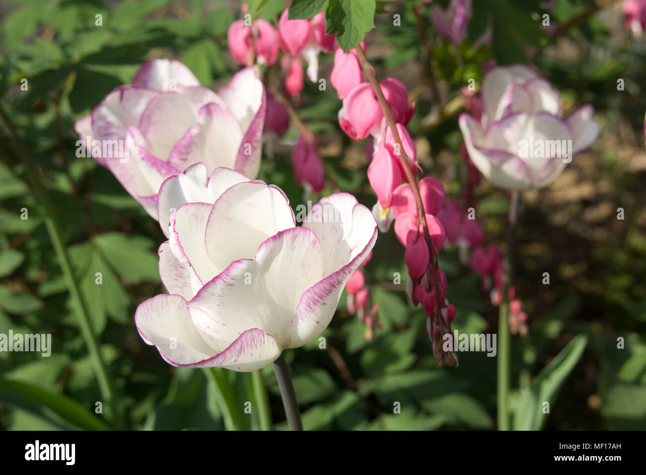 Purple and white tulips in the garden with bleeding hearts in the background Stock Photo