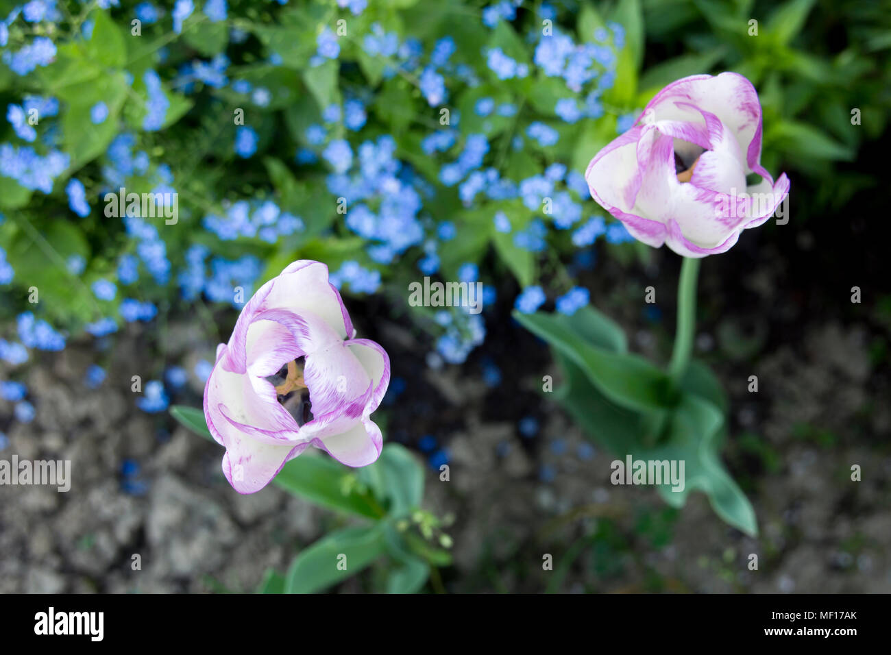 Purple and white tulips in the garden with Forget-me-not flowers in he background Stock Photo