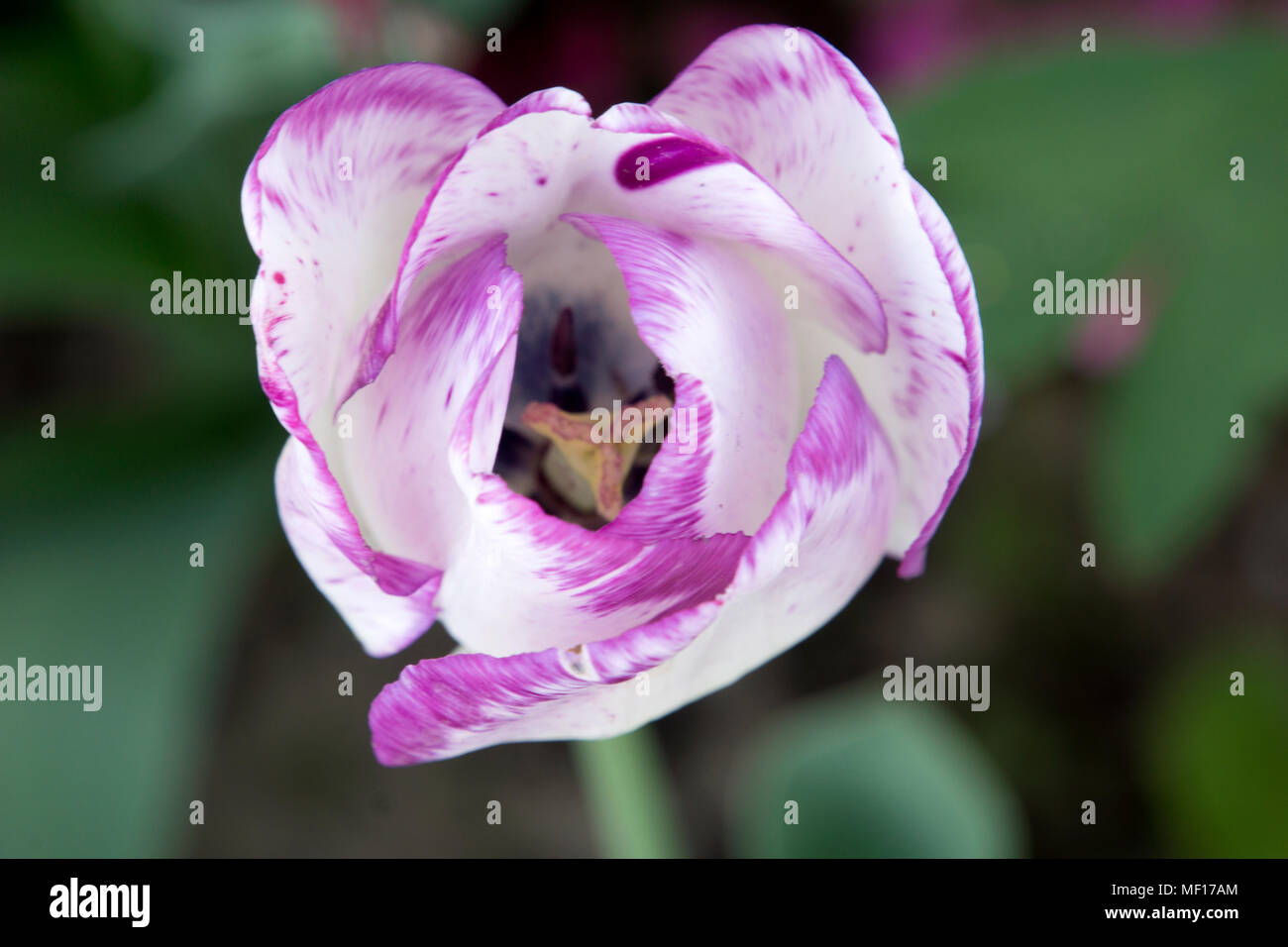 Close up of a purple and white tulip Stock Photo
