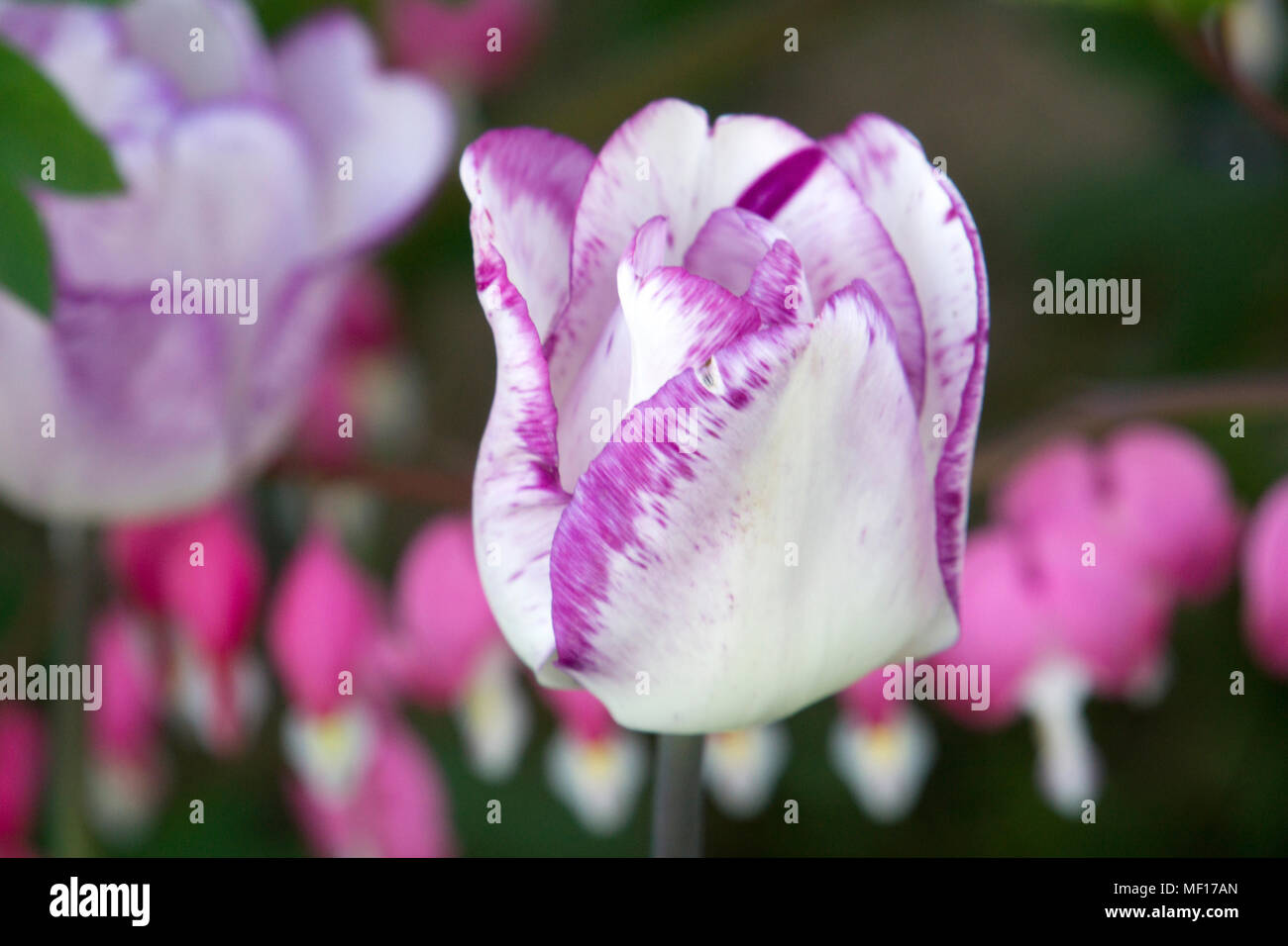 Close up of a purple and white tulip with bleeding heart flowers in the background Stock Photo