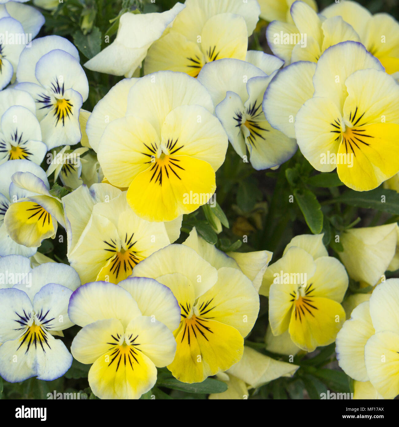 Background of yellow  pansies in the garden Stock Photo