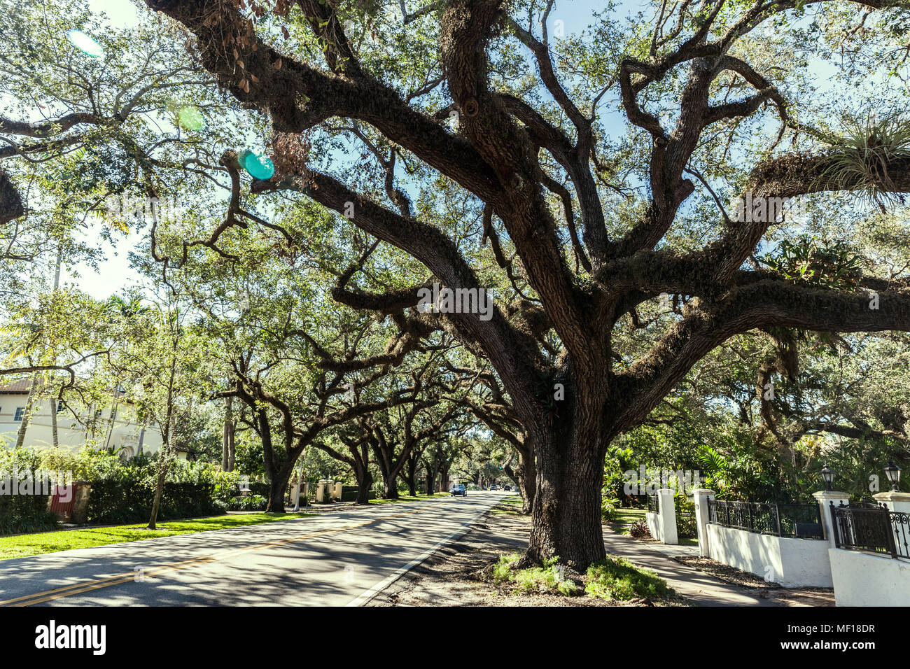 Oak trees along Coral Way, Coral Gable, MiamiDade County, Florida, USA