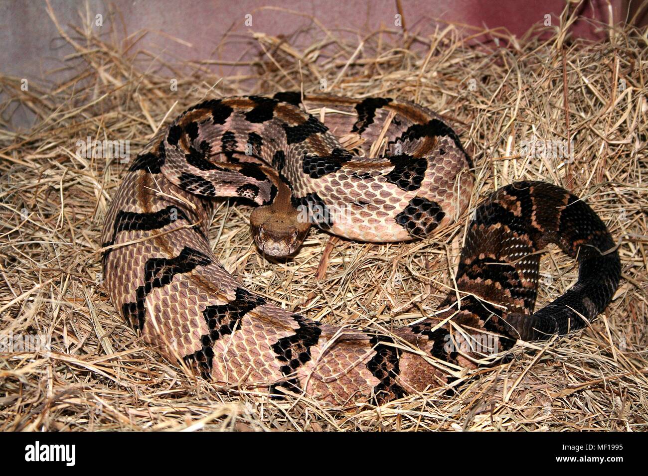 Timber rattlesnake (Crotalus horridus), 2005. Image courtesy Centers for Disease Control (CDC) / Edward J. Wozniak. () Stock Photo