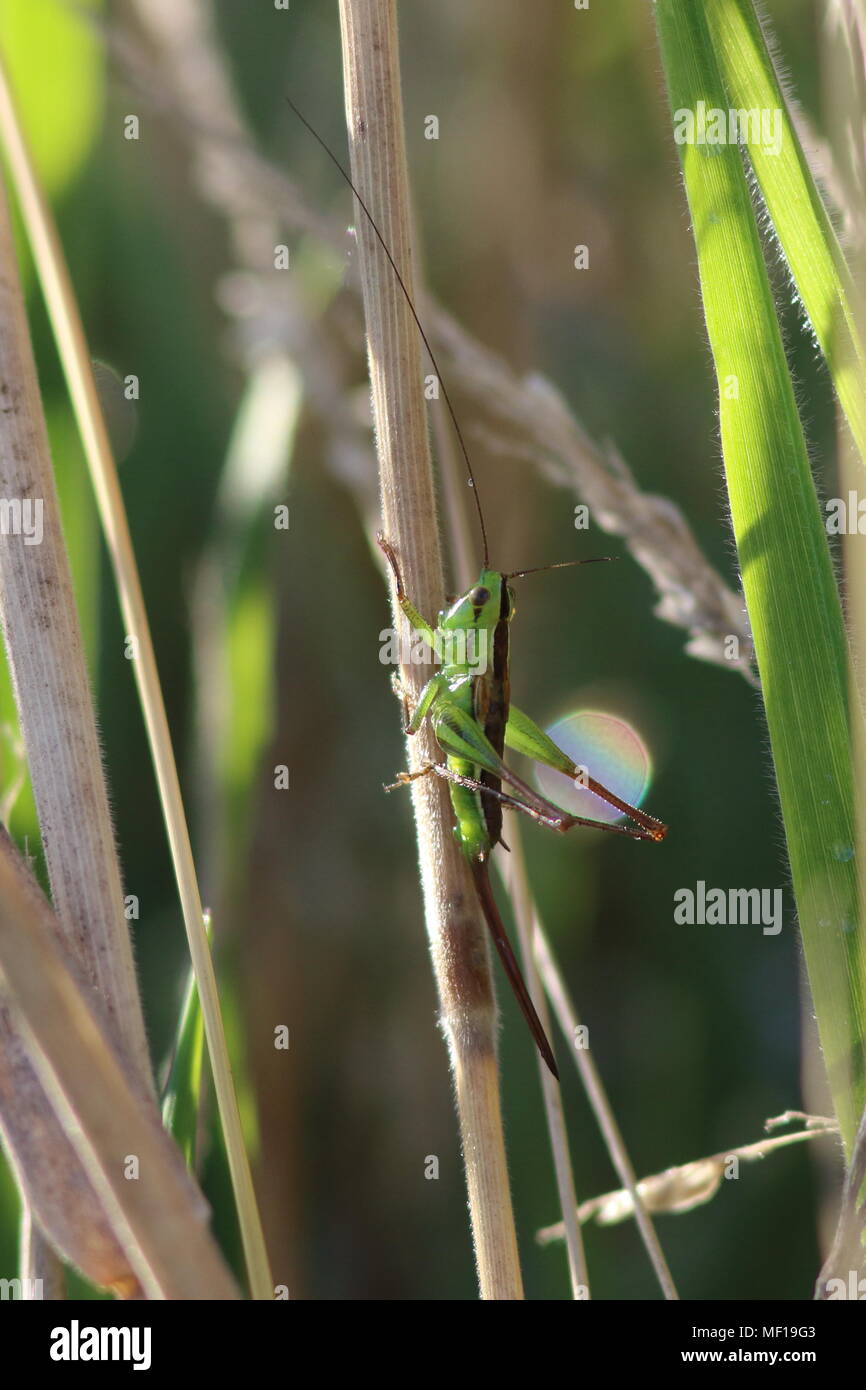 Long horned Grasshopper, Conocephalus upoluensis, this insect is a  katydid, female in grass on the south island in New Zealand note the long oviduct. Stock Photo