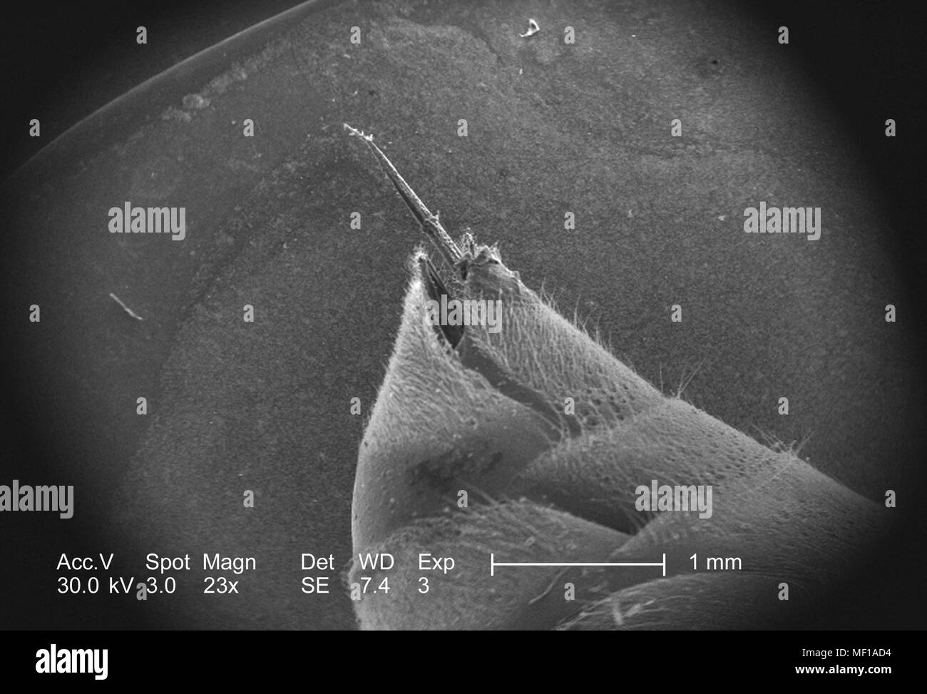 Ultrastructural morphologic details of an unidentified hymenopteran insect stinger apparatus, depicted in the 23x magnified scanning electron microscopic (SEM) image, 2005. Image courtesy Centers for Disease Control (CDC) / Janice Haney Carr. () Stock Photo