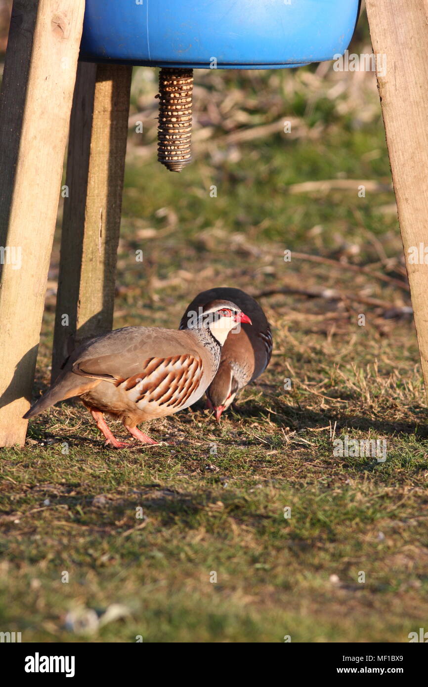 Gamebird Feeder Stock Photos Gamebird Feeder Stock Images Alamy