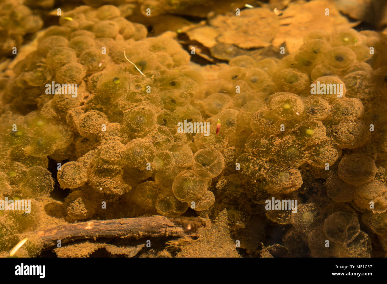 Close up of wood frog egg masses in a vernal pool Rana sylvatica