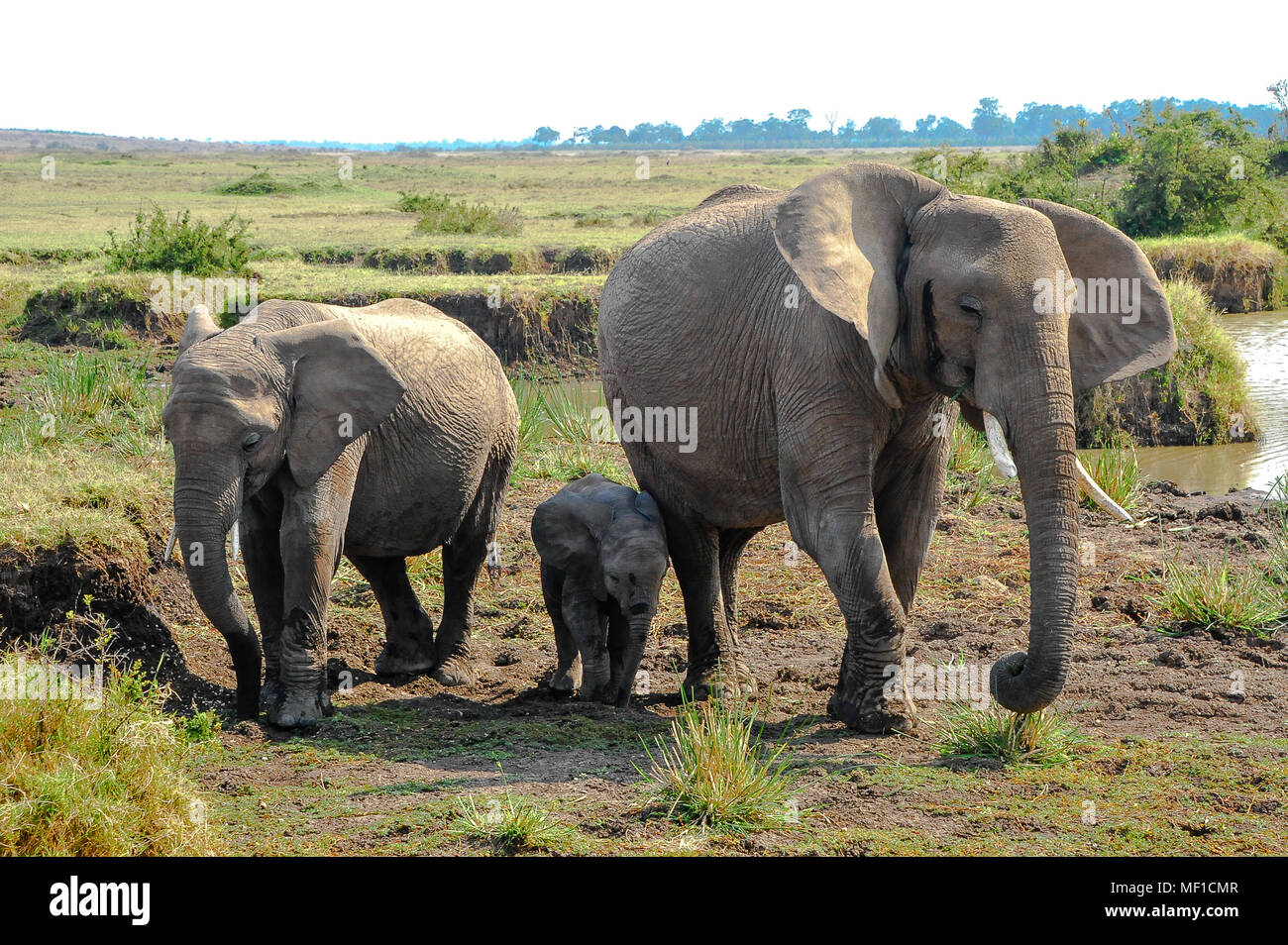 African elephant family (Loxodonta africana) returning from watering hole in the Masai Mara, Kenya Stock Photo