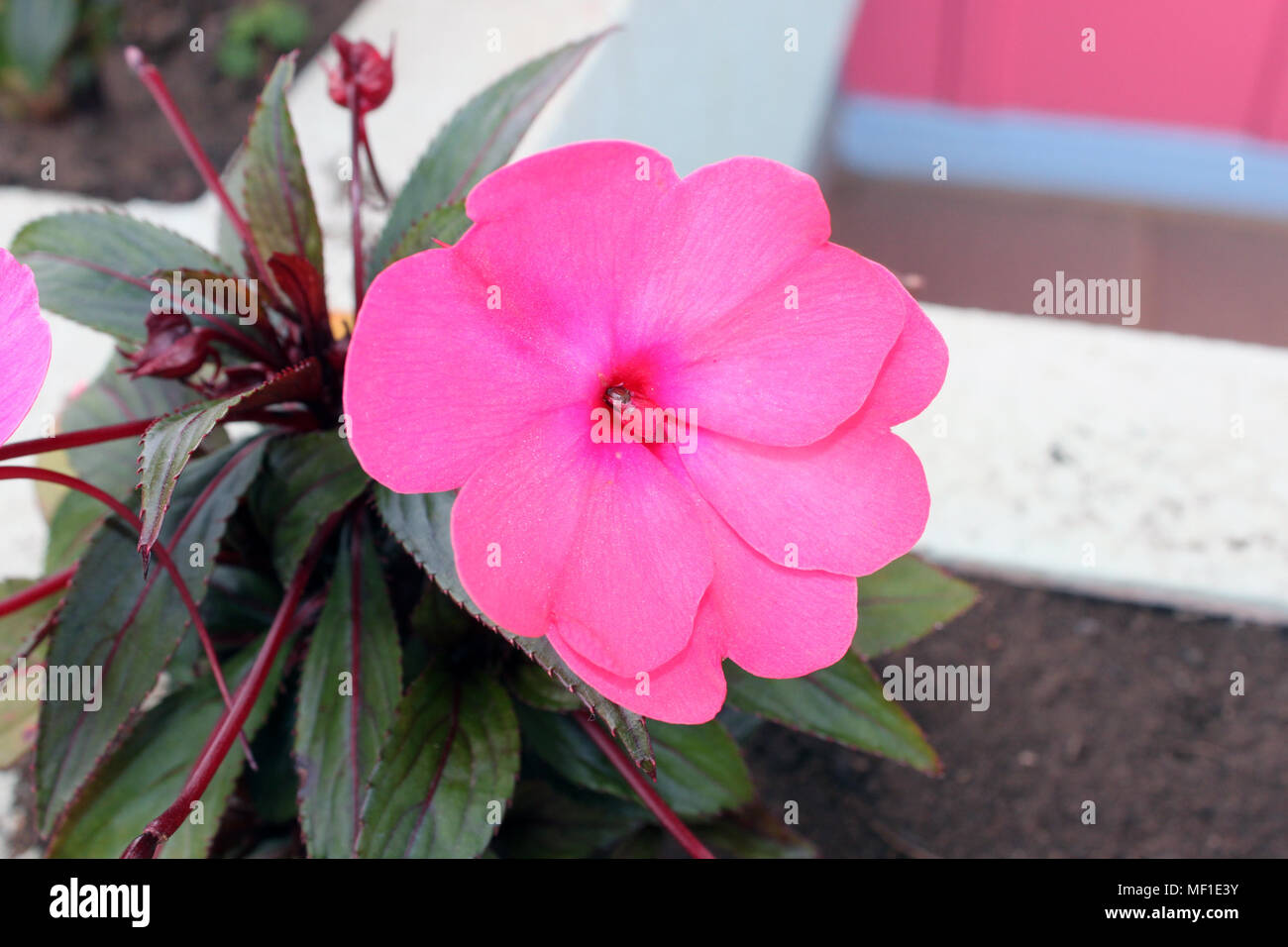 A tiny and pretty pink flower on the garden Stock Photo