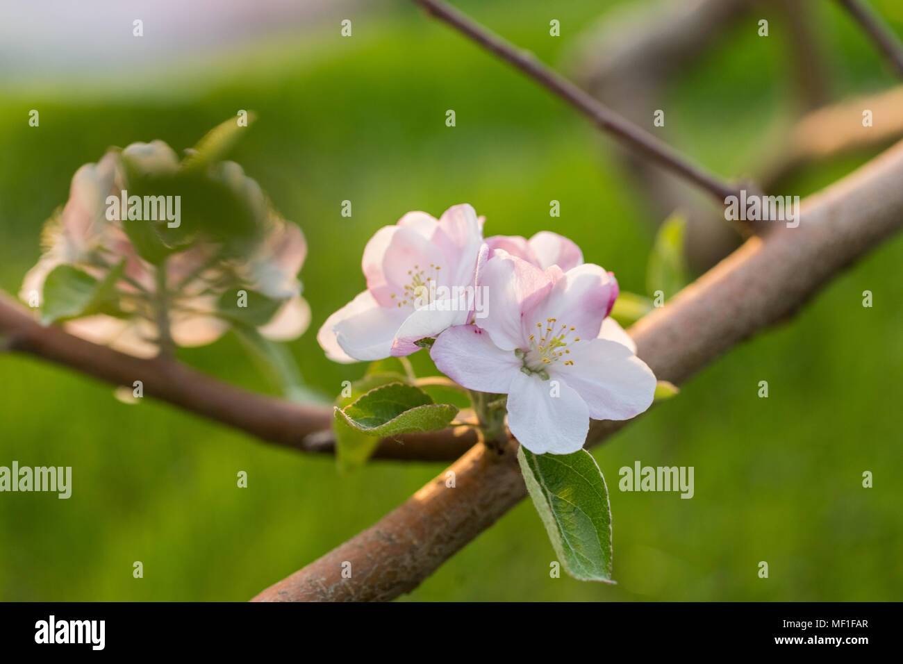 Apple blossoms in a Vermont orchard Stock Photo