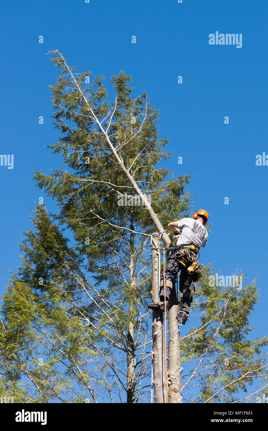 A professional arborist cutting the top off a hemlock tree as part of the process of removing the tree. Stock Photo