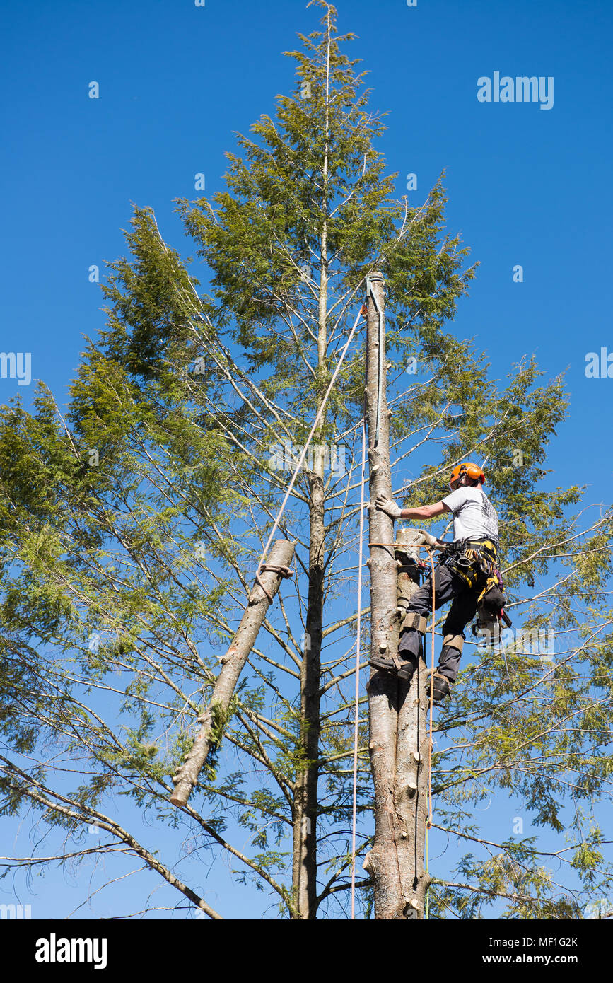A professional arborist trimming and removing branches from hemlock trees as part of the process of removing the trees. Stock Photo