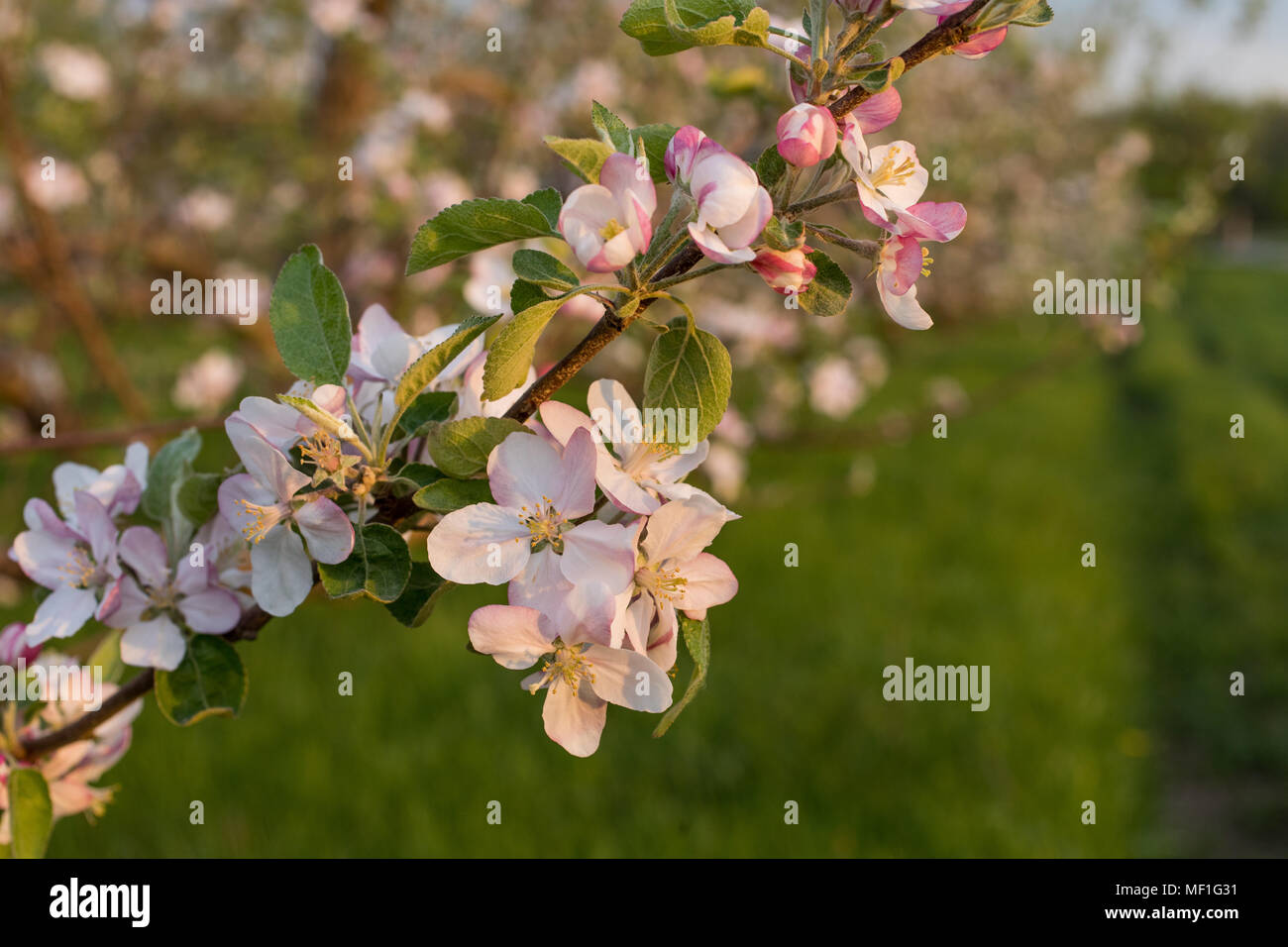 Apple blossoms in a Vermont orchard Stock Photo