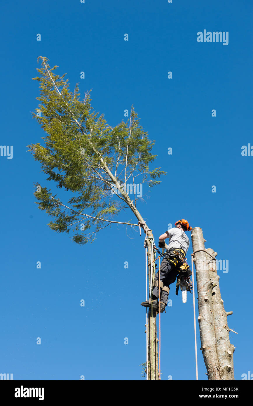 A professional arborist cutting the top off a hemlock tree as part of the process of removing the tree. Stock Photo