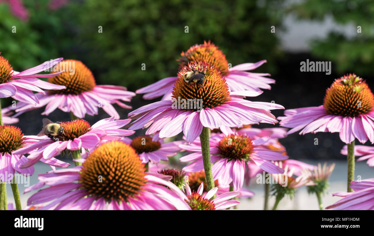 Bee pollinating pink cone flowers Stock Photo Alamy