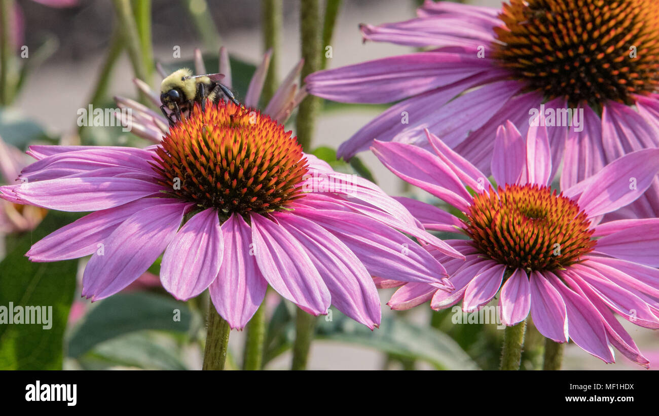 Bee pollinating pink cone flowers Stock Photo Alamy