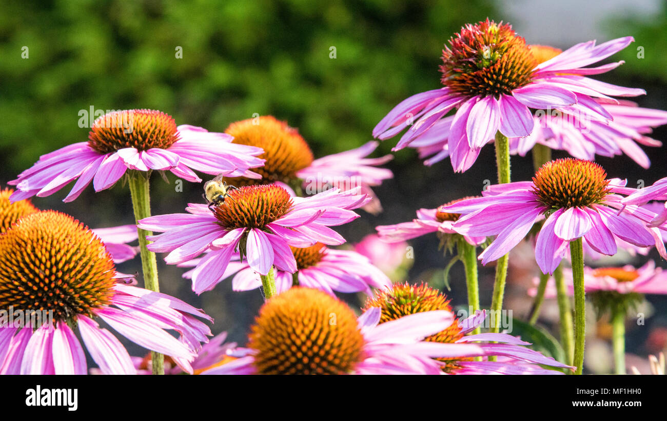 Bee pollinating pink cone flowers Stock Photo Alamy