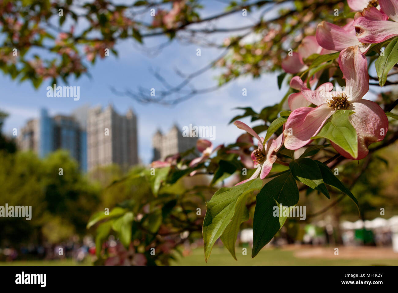 The pink blossoms of a dogwood tree in Piedmont Park frame an Atlanta cityscape as spring unfolds in the city. Stock Photo