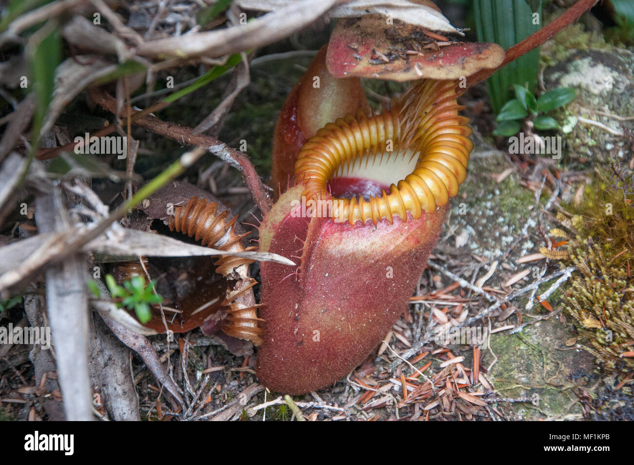 Kinabalu park hi-res stock photography and images - Alamy