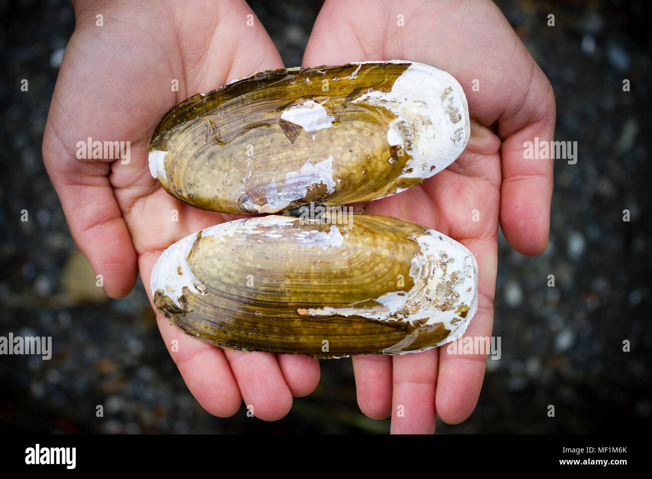 Hands holding a Pacific Razor Clam shell near Tofino in Pacific Rim National Park on Vancouver Island, British Columbia, Canada. Stock Photo