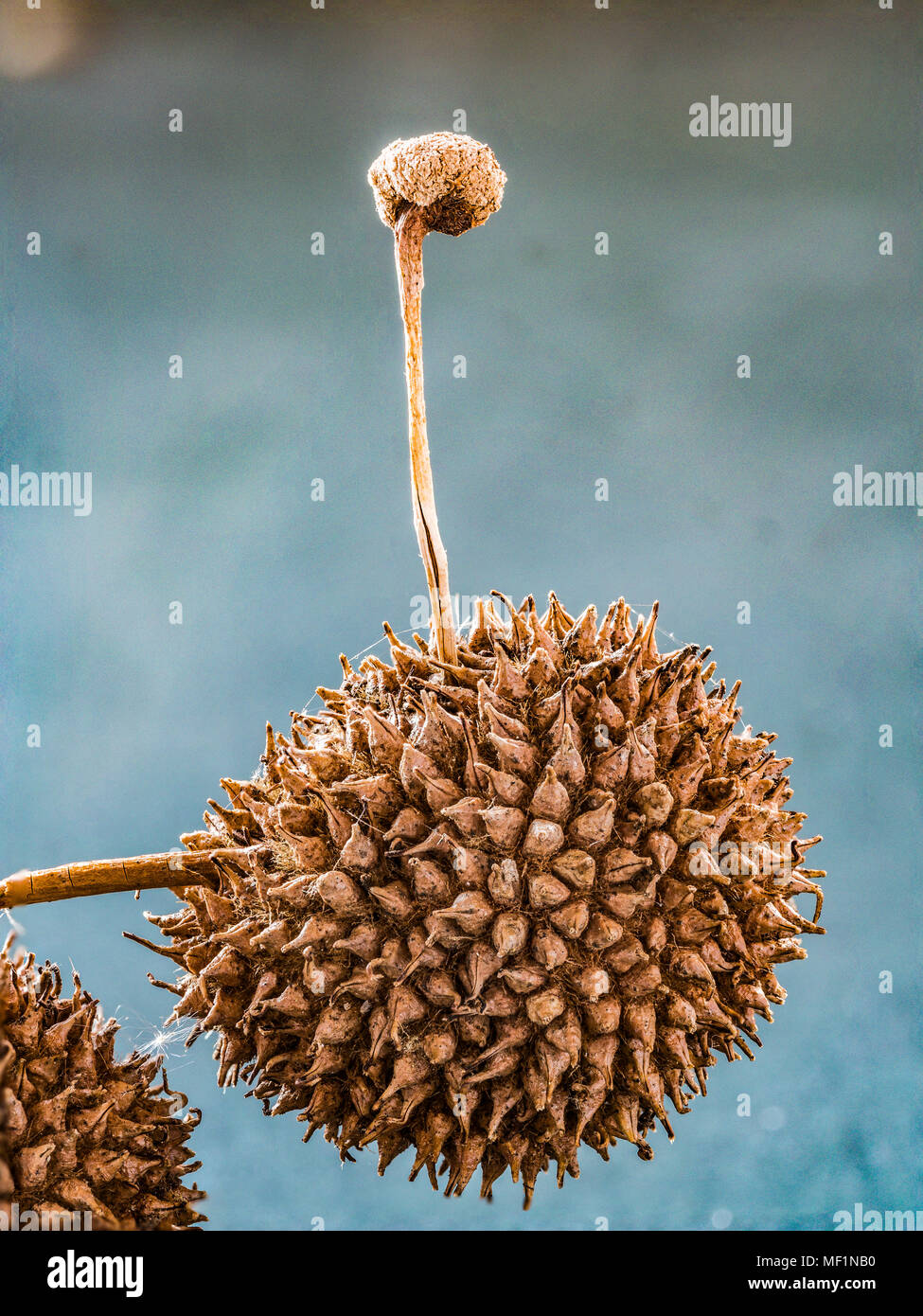 Sycamore Seed High Resolution Stock Photography and Images Alamy