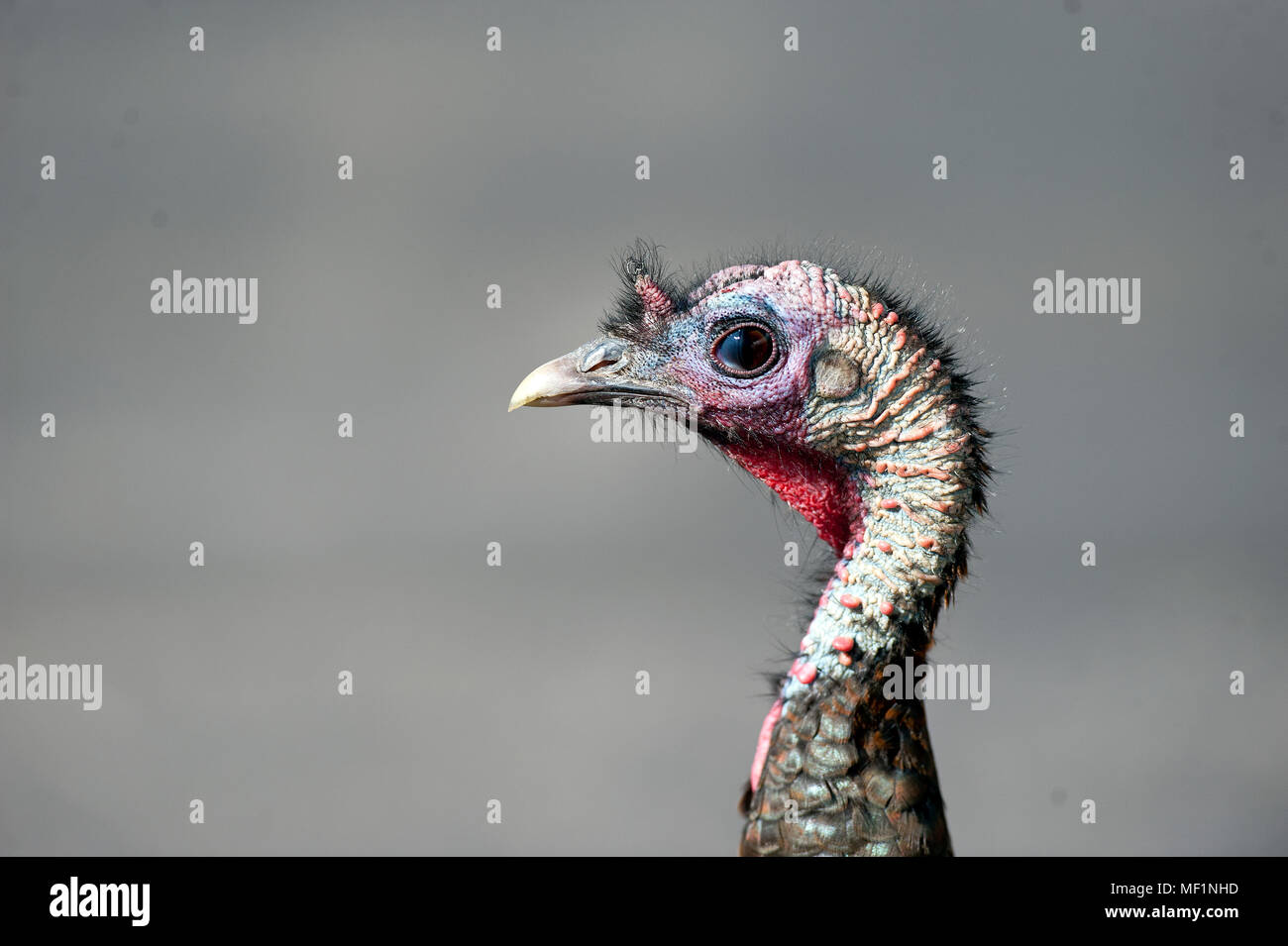 A young male turkey called a jake Stock Photo Alamy