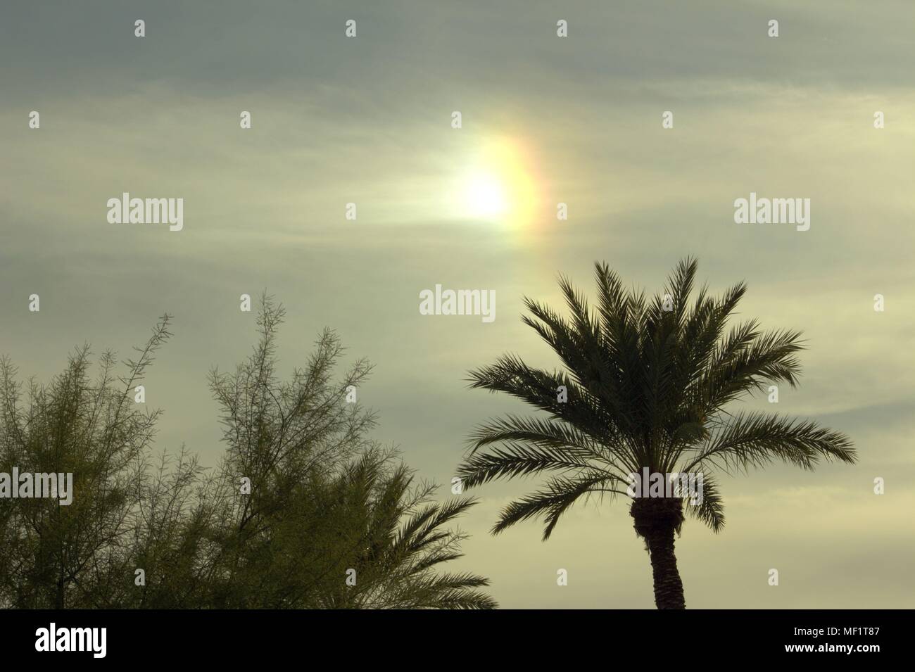 A Sun Dog Above A Palm Tree In Mesa, Arizona Stock Photo