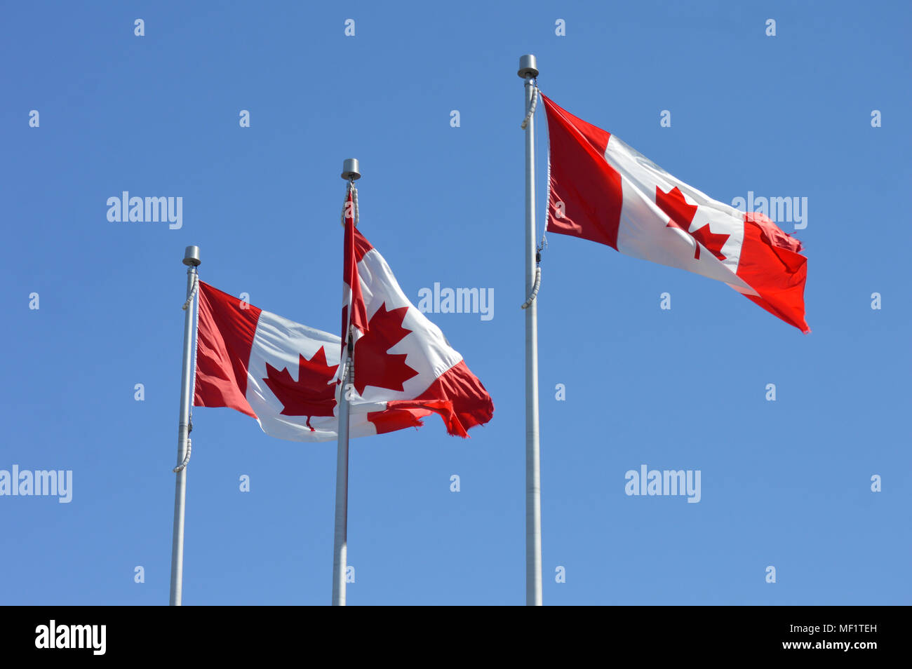 3 Canadian flags flying in a light breeze with ripped edges Stock Photo