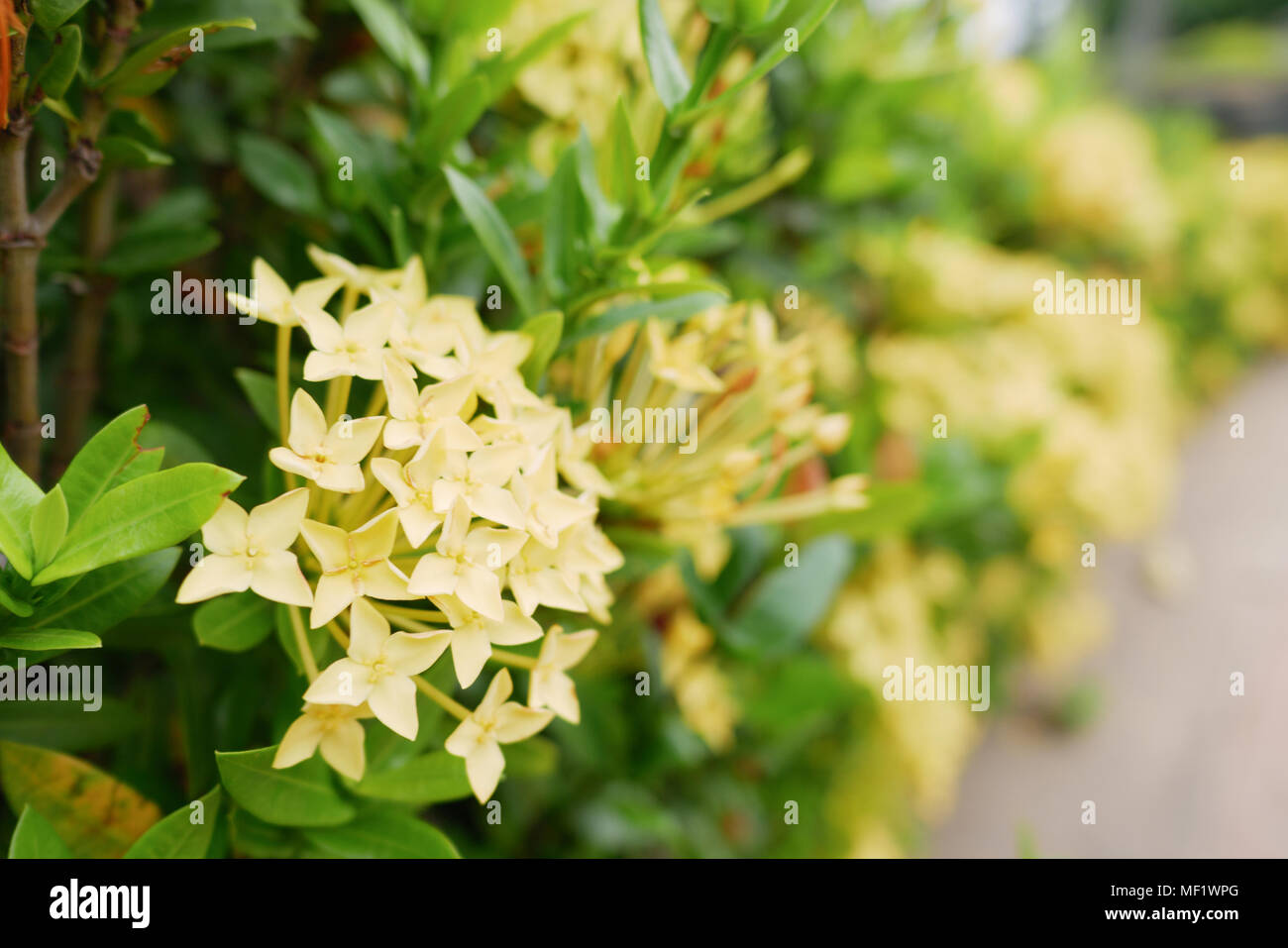 yellow spike flowers and green leaf in outdoor Stock Photo