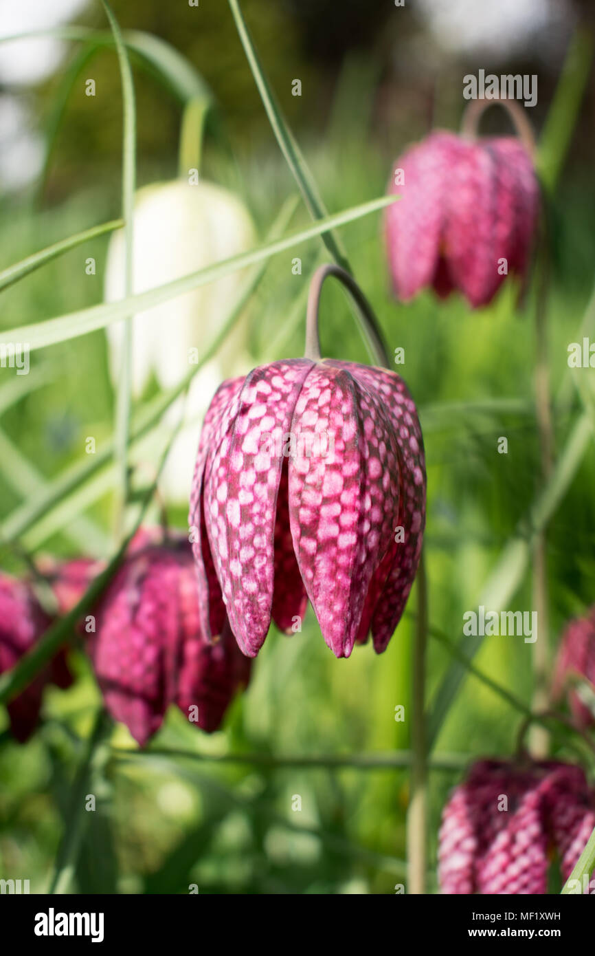 Fritillaria Ussuriensis Plants Blooming in Spring Stock Photo