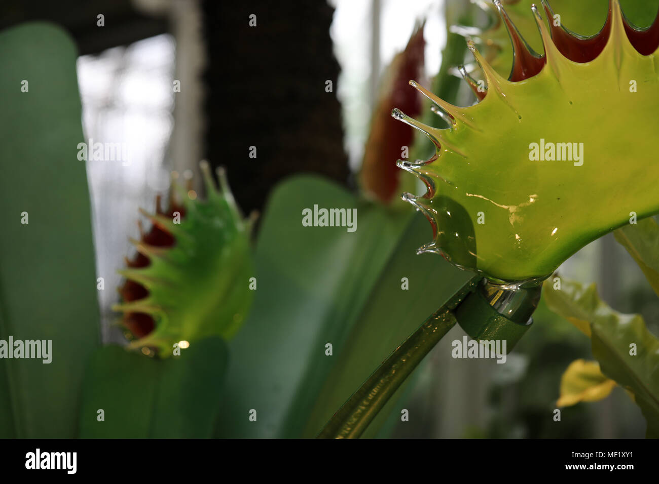 Beautiful, larger than life, vividly colored glass Venus Fly Trap