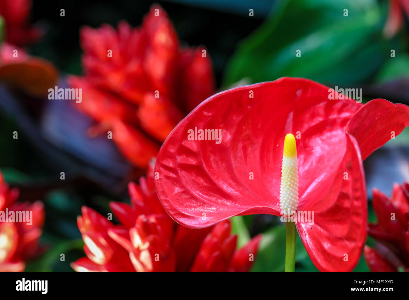 Colorful close up images of flower. Stock Photo